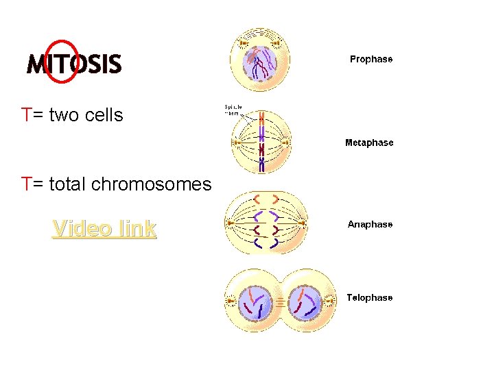 MITOSIS T= two cells T= total chromosomes Video link 