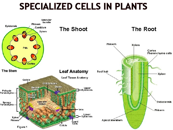 SPECIALIZED CELLS IN PLANTS The Shoot The Stem Leaf Anatomy The Root 