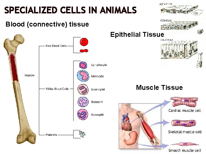 SPECIALIZED CELLS IN ANIMALS Blood (connective) tissue Epithelial Tissue Muscle Tissue 