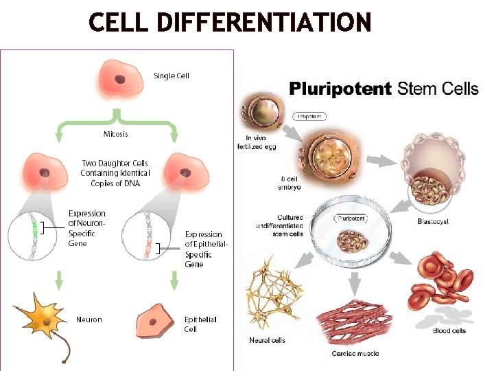 CELL DIFFERENTIATION 