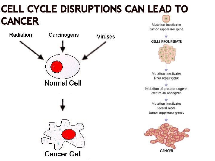 CELL CYCLE DISRUPTIONS CAN LEAD TO CANCER Radiation Carcinogens Viruses 