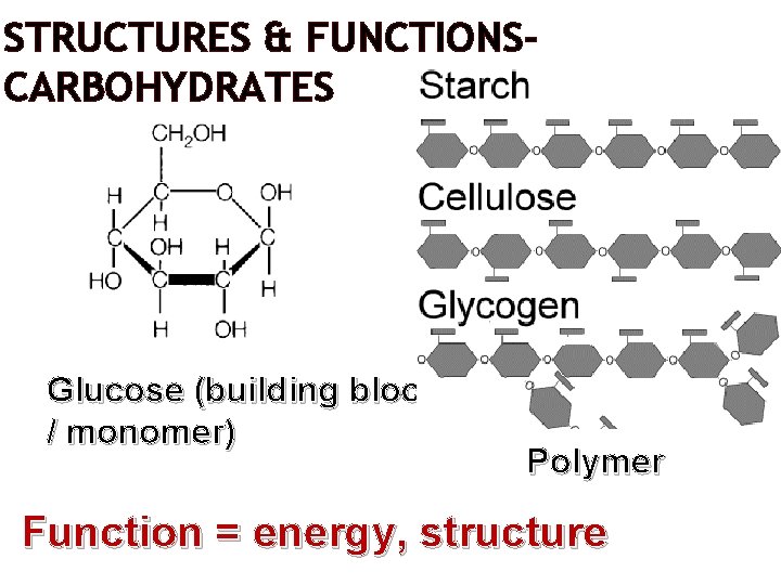 STRUCTURES & FUNCTIONSCARBOHYDRATES Glucose (building block / monomer) Polymer Function = energy, structure 