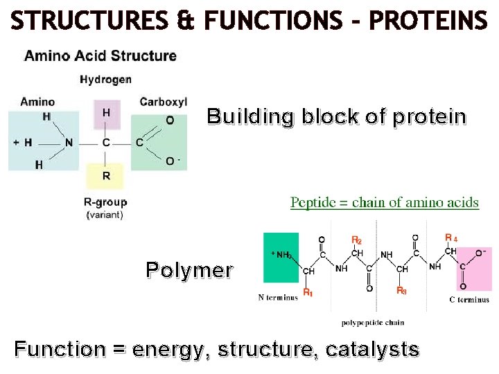 STRUCTURES & FUNCTIONS - PROTEINS Building block of protein Polymer Function = energy, structure,
