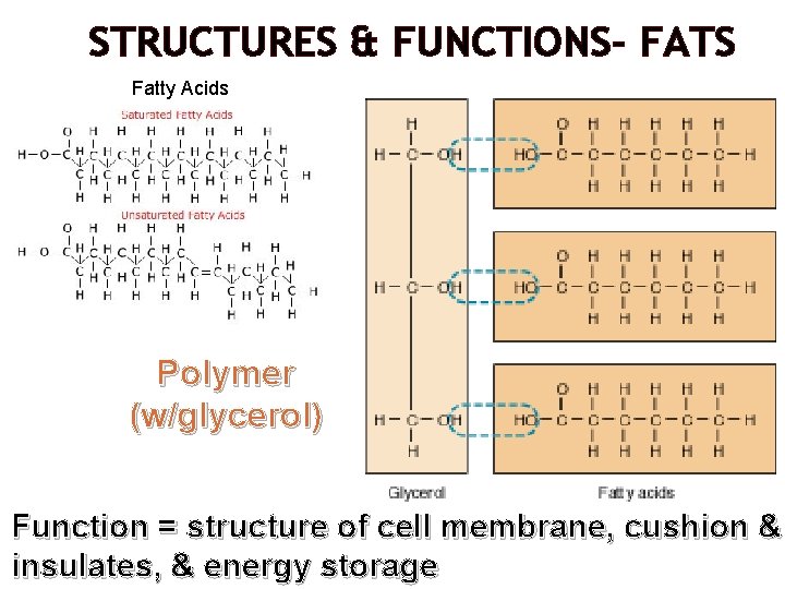 STRUCTURES & FUNCTIONS- FATS Fatty Acids Polymer (w/glycerol) Function = structure of cell membrane,