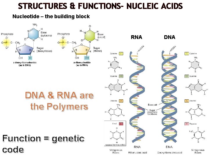 STRUCTURES & FUNCTIONS- NUCLEIC ACIDS Nucleotide – the building block RNA DNA & RNA