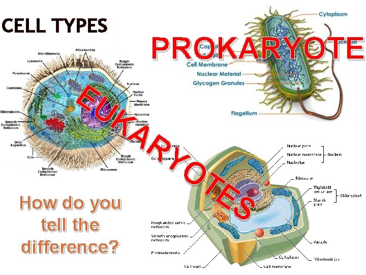 CELL TYPES PROKARYOTE EU KA RY OT E How do you S tell the