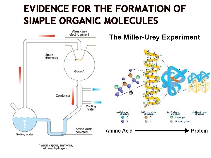 EVIDENCE FOR THE FORMATION OF SIMPLE ORGANIC MOLECULES The Miller-Urey Experiment Amino Acid Protein