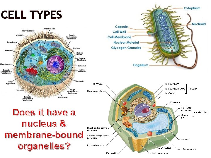 CELL TYPES Does it have a nucleus & membrane-bound organelles? 