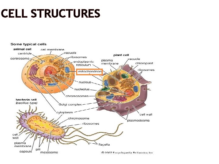 CELL STRUCTURES 