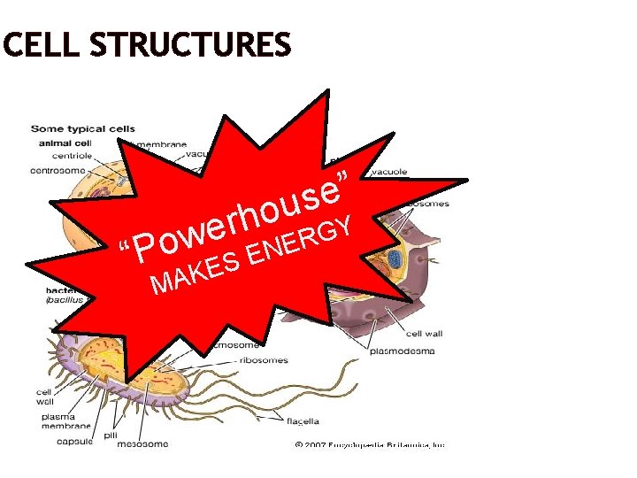 CELL STRUCTURES ” e s u o h r e RGY w E o