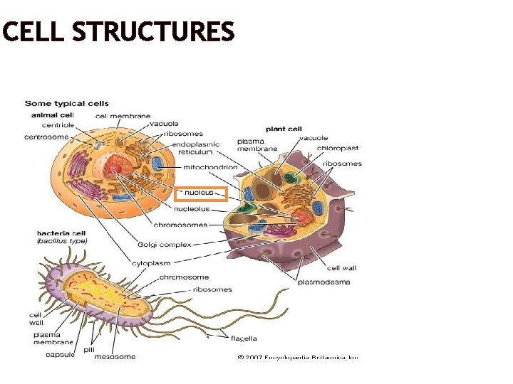 CELL STRUCTURES 