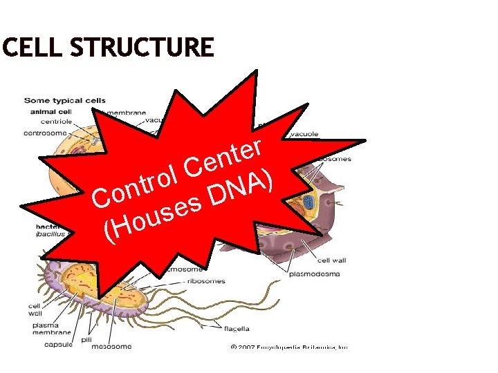 CELL STRUCTURE r e t n e C l ) o r A t