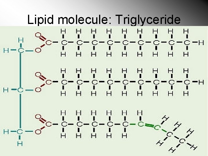 Lipid molecule: Triglyceride 