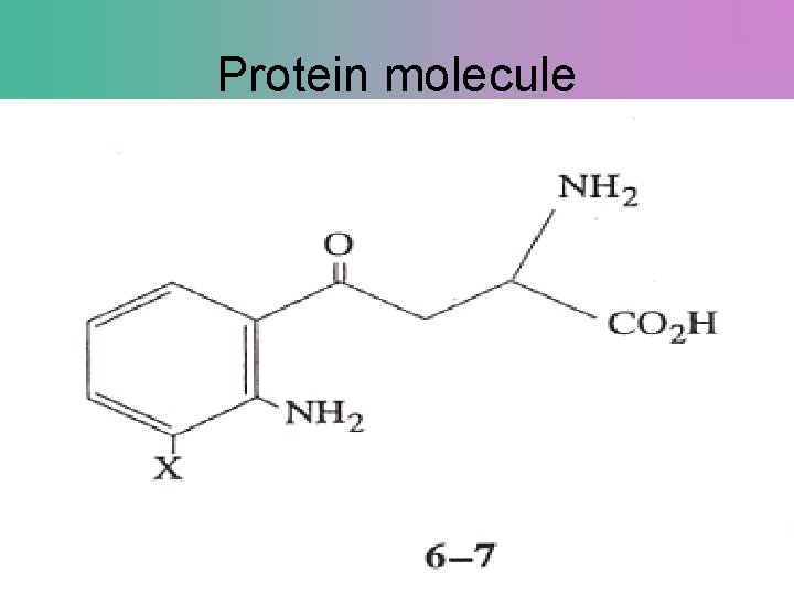 Protein molecule 