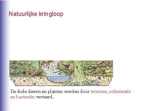 Natuurlijke kringloop De dode dieren en planten worden door wormen, schimmels en bacteriën verteerd.