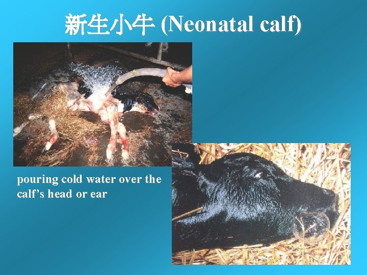 新生小牛 (Neonatal calf) pouring cold water over the calf’s head or ear 