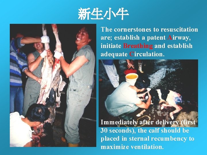 新生小牛 The cornerstones to resuscitation are; establish a patent Airway, initiate Breathing and establish