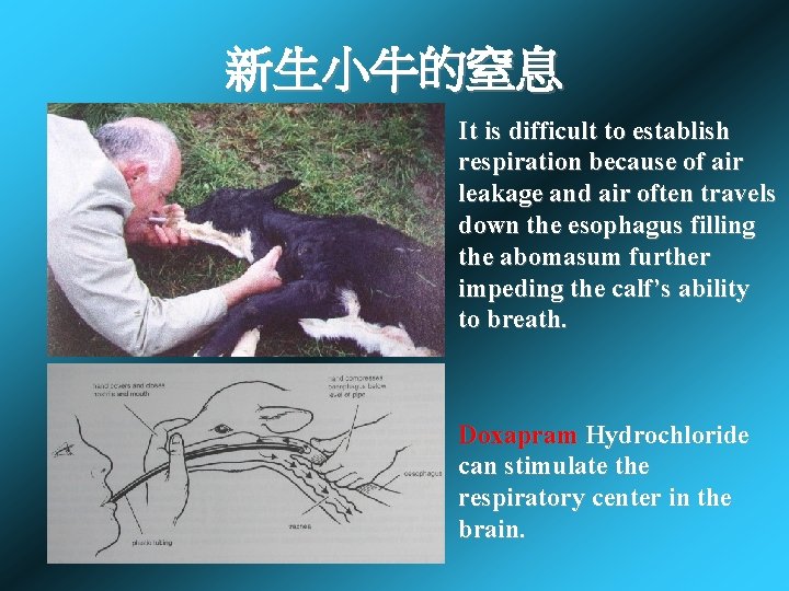 新生小牛的窒息 It is difficult to establish respiration because of air leakage and air often