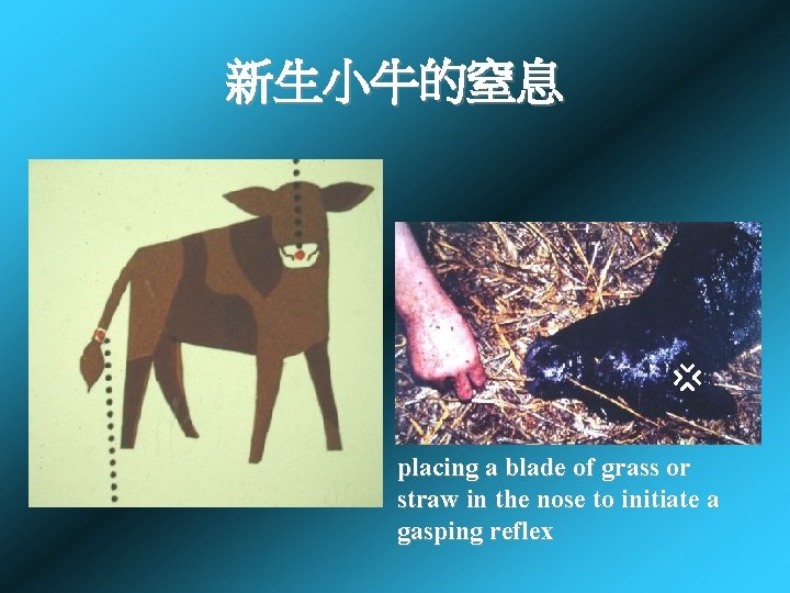 新生小牛的窒息 placing a blade of grass or straw in the nose to initiate a