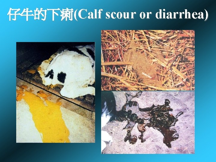 仔牛的下痢(Calf scour or diarrhea) 