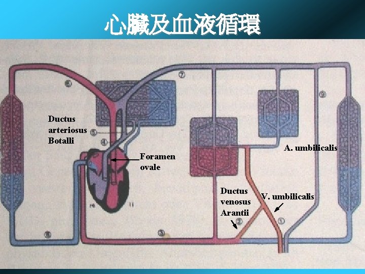 心臟及血液循環 Ductus arteriosus Botalli A. umbilicalis Foramen ovale Ductus venosus Arantii V. umbilicalis 