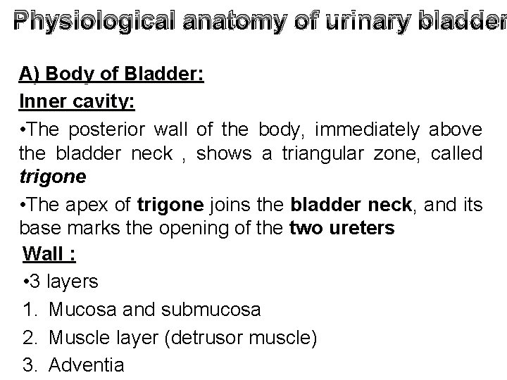 Physiological anatomy of urinary bladder A) Body of Bladder: Inner cavity: • The posterior