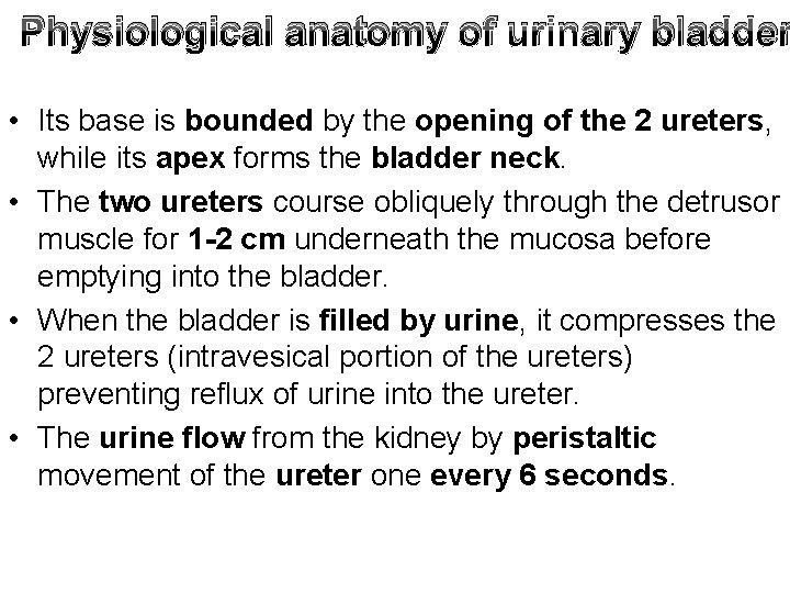 Physiological anatomy of urinary bladder • Its base is bounded by the opening of