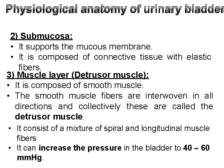 Physiological anatomy of urinary bladder 2) Submucosa: • It supports the mucous membrane. •