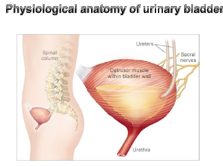 Physiological anatomy of urinary bladder 
