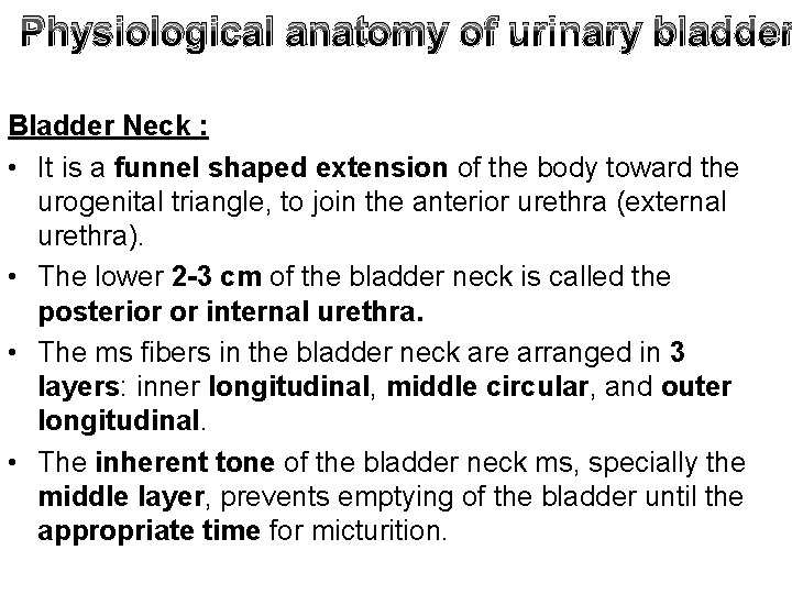 Physiological anatomy of urinary bladder Bladder Neck : • It is a funnel shaped