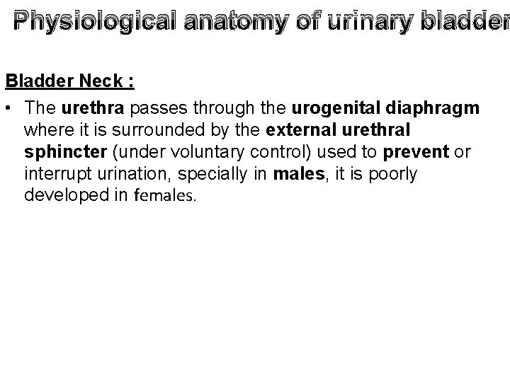 Physiological anatomy of urinary bladder Bladder Neck : • The urethra passes through the