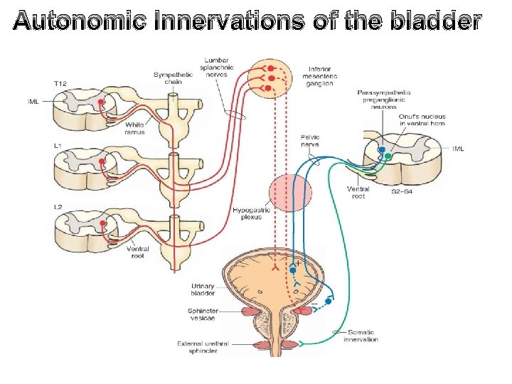 Autonomic Innervations of the bladder 