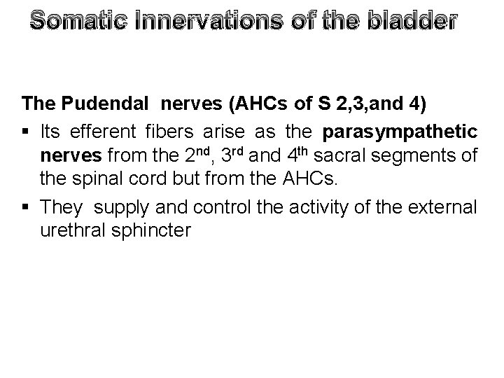 Somatic Innervations of the bladder The Pudendal nerves (AHCs of S 2, 3, and