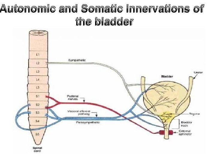 Autonomic and Somatic Innervations of the bladder 
