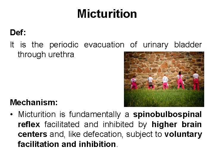 Micturition Def: It is the periodic evacuation of urinary bladder through urethra Mechanism: •