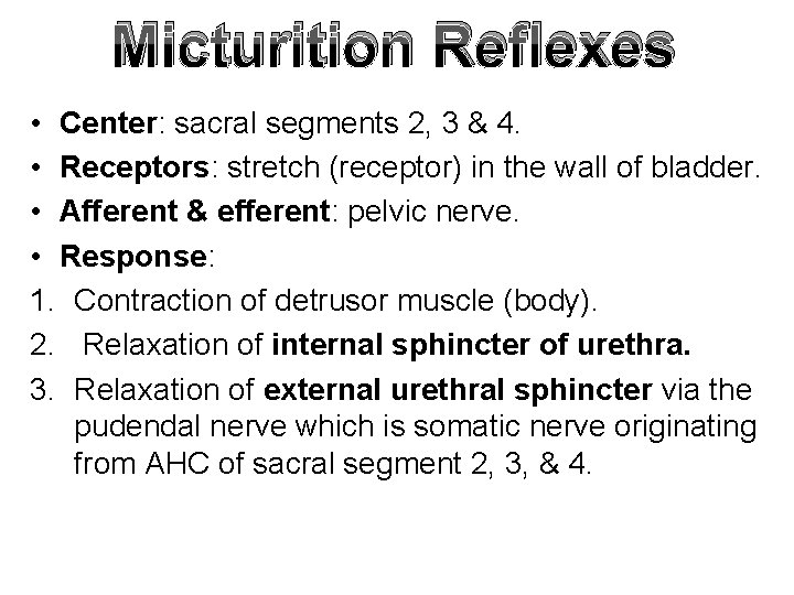 Micturition Reflexes • Center: sacral segments 2, 3 & 4. • Receptors: stretch (receptor)