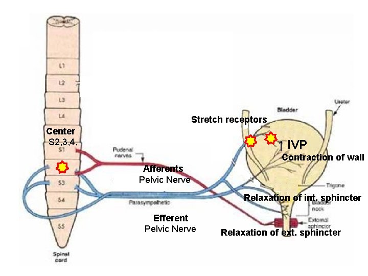 Stretch receptors Center S 2, 3, 4, ↑ IVP Contraction of wall Afferents Pelvic