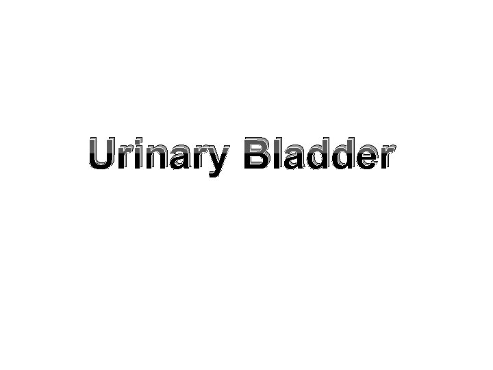 Urinary Bladder 