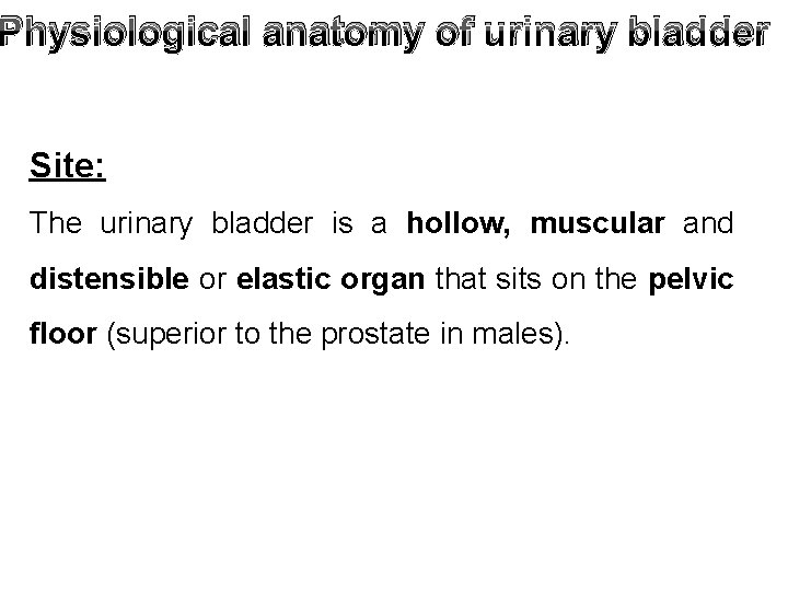 Physiological anatomy of urinary bladder Site: The urinary bladder is a hollow, muscular and