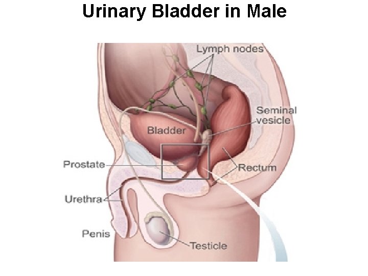 Urinary Bladder in Male 