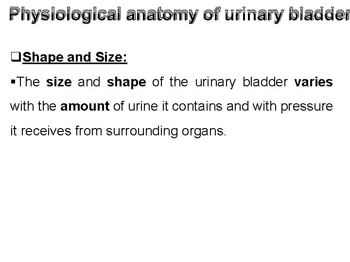 Physiological anatomy of urinary bladder q. Shape and Size: §The size and shape of