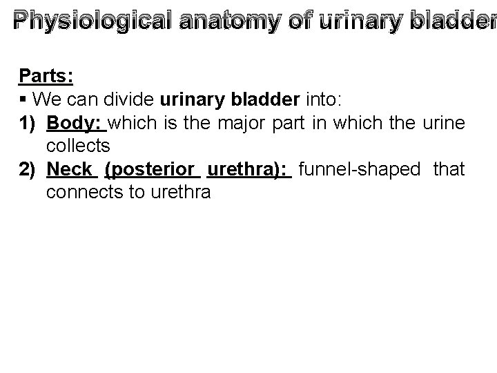 Physiological anatomy of urinary bladder Parts: § We can divide urinary bladder into: 1)