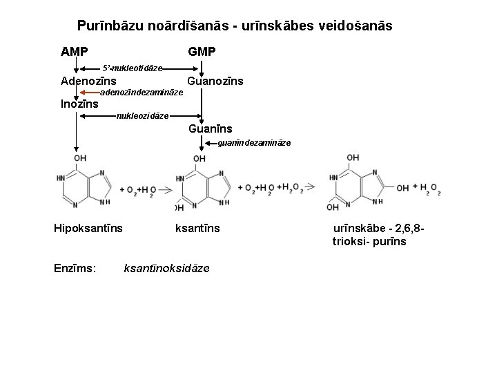 Purīnbāzu noārdīšanās - urīnskābes veidošanās AMP GMP 5’-nukleotidāze Adenozīns Guanozīns adenozīndezamināze Inozīns nukleozidāze Guanīns