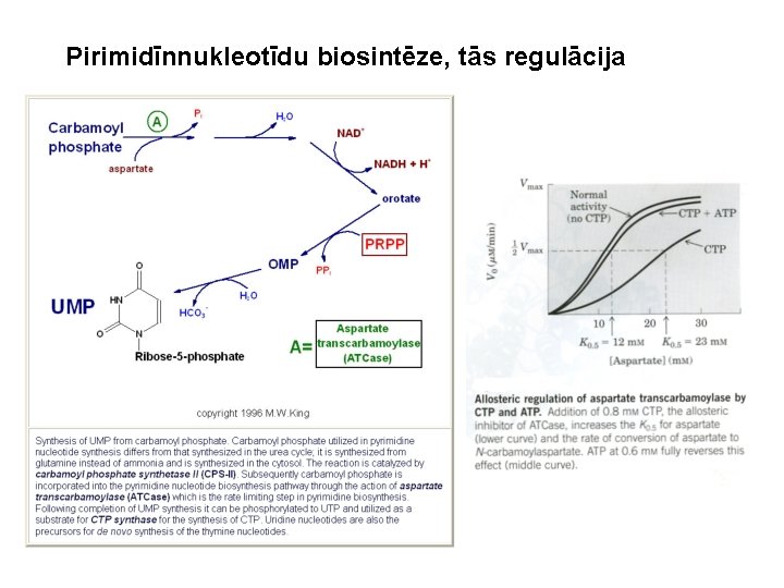 Pirimidīnnukleotīdu biosintēze, tās regulācija 