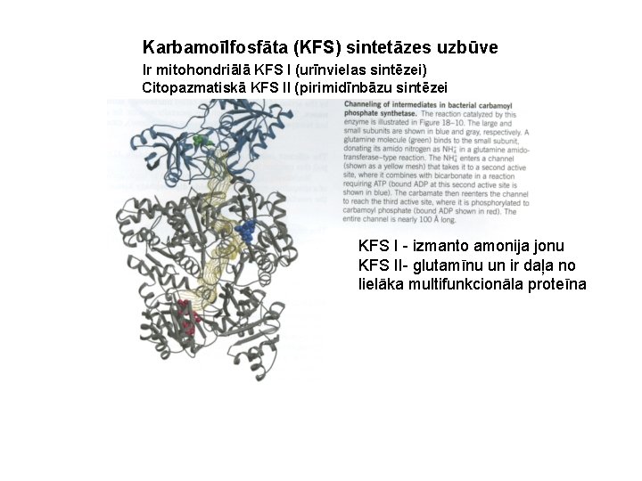 Karbamoīlfosfāta (KFS) sintetāzes uzbūve Ir mitohondriālā KFS I (urīnvielas sintēzei) Citopazmatiskā KFS II (pirimidīnbāzu