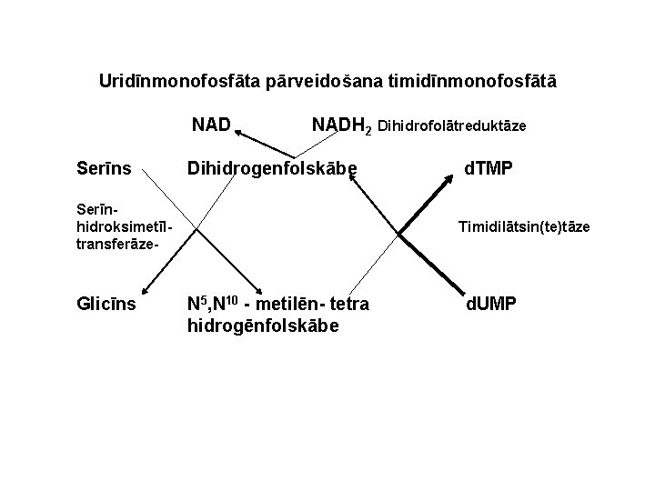 Uridīnmonofosfāta pārveidošana timidīnmonofosfātā NAD Serīns NADH 2 Dihidrofolātreduktāze Dihidrogenfolskābe Serīnhidroksimetīltransferāze- Glicīns d. TMP Timidilātsin(te)tāze