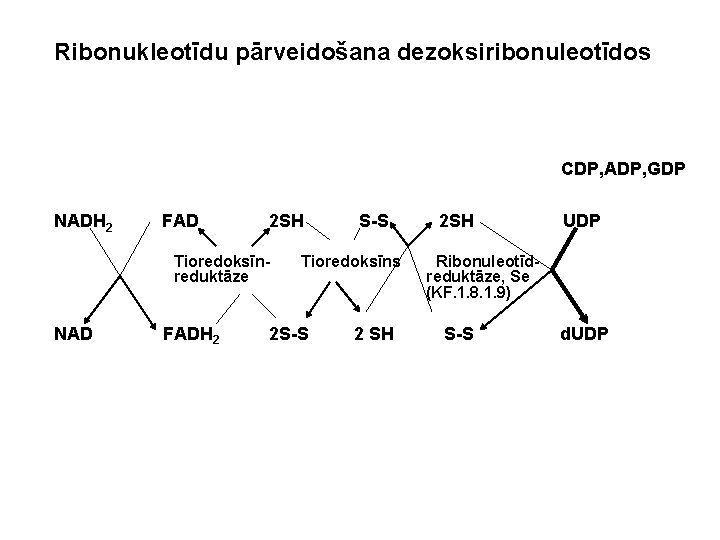 Ribonukleotīdu pārveidošana dezoksiribonuleotīdos CDP, ADP, GDP NADH 2 FAD 2 SH Tioredoksīnreduktāze NAD FADH