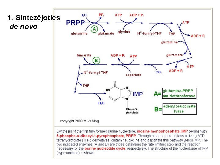 1. Sintezējoties de novo 