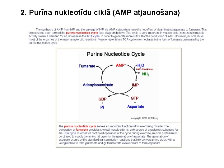 2. Purīna nukleotīdu ciklā (AMP atjaunošana) 