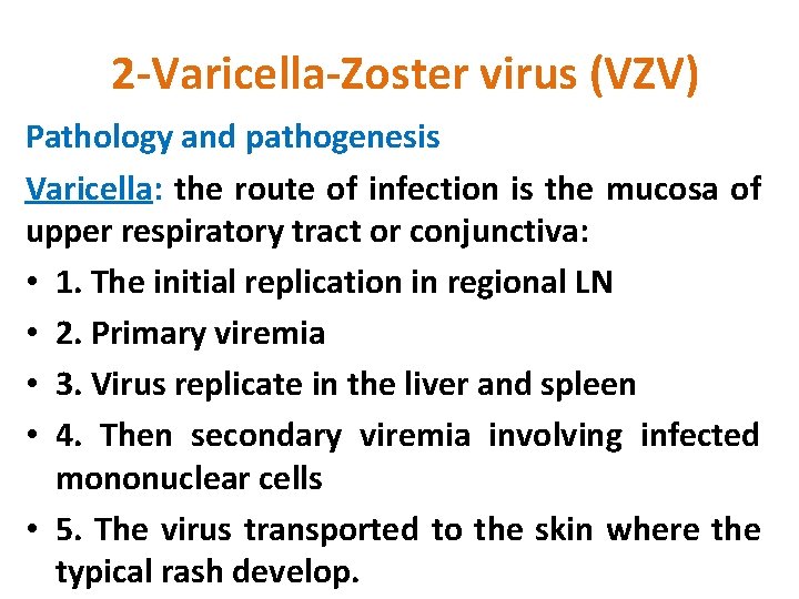 2 -Varicella-Zoster virus (VZV) Pathology and pathogenesis Varicella: the route of infection is the